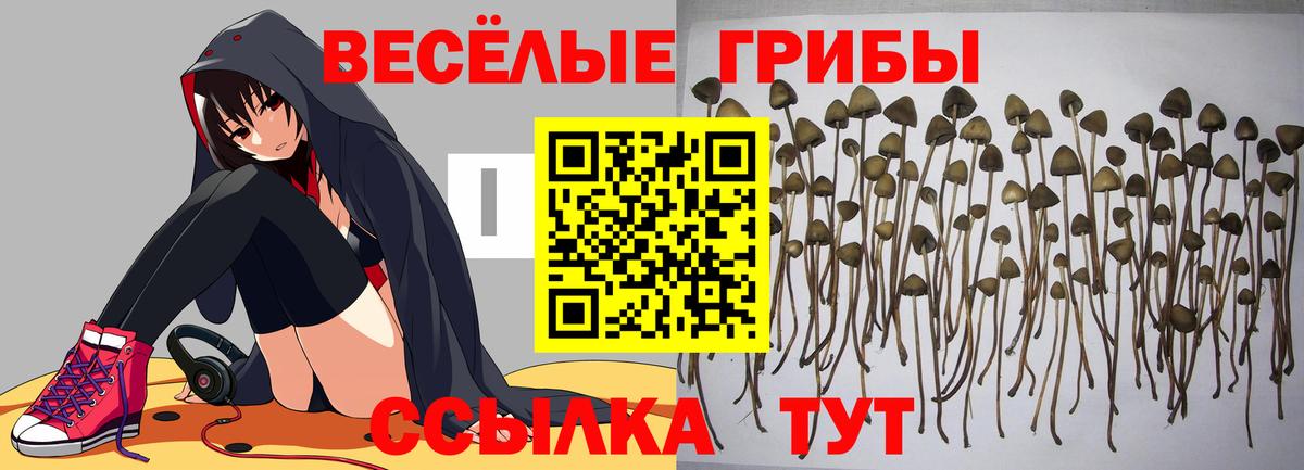 Галлюциногенные грибы Psilocybine cubensis Обнинск
